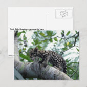 Carte Postale Ocelot-bébé escalade (Devant / Derrière)