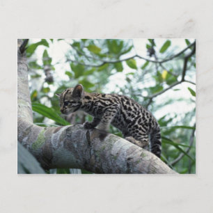 Carte Postale Ocelot-bébé escalade