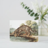 Carte Postale Ocelot, chat léopard (Felis pardalis) Illustration (Debout devant)