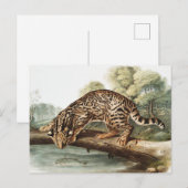 Carte Postale Ocelot, chat léopard (Felis pardalis) Illustration (Devant / Derrière)
