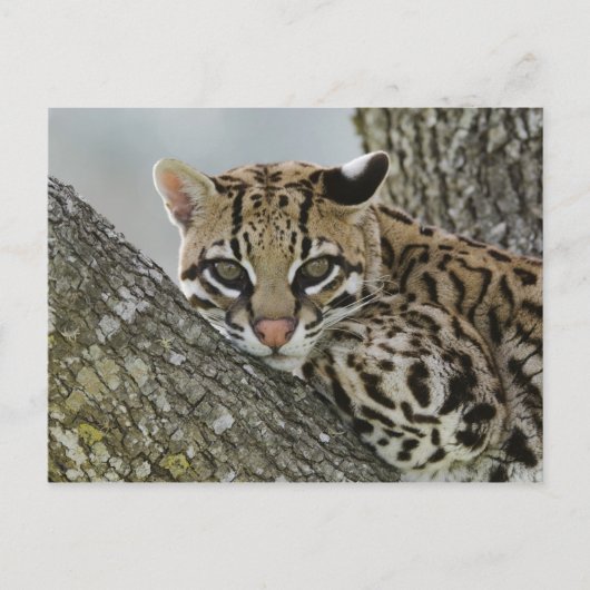 Carte Postale Ocelot, pardalis de Felis, captif, femelle (Devant)