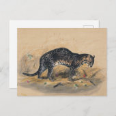 Carte Postale Ocelot peint par Joseph Wolf (Devant / Derrière)