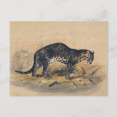 Carte Postale Ocelot peint par Joseph Wolf (Devant)