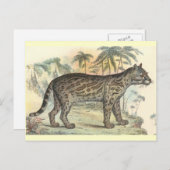 Carte Postale Ocelot (variété) (Devant / Derrière)
