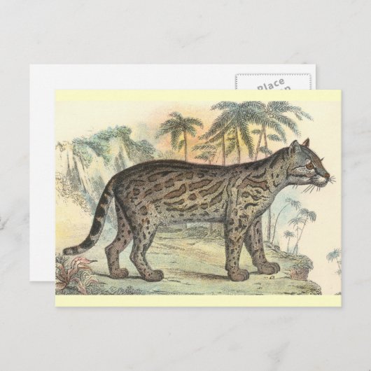 Carte Postale Ocelot (variété) (Devant / Derrière)