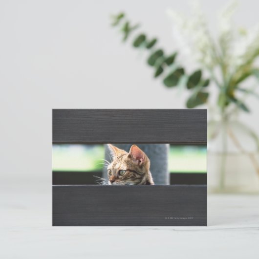 Carte Postale Ocicat 4 (Debout devant)