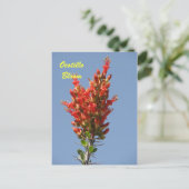 Carte Postale Ocotillo Bloom (Debout devant)
