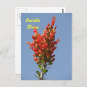 Carte Postale Ocotillo Bloom (Devant / Derrière)