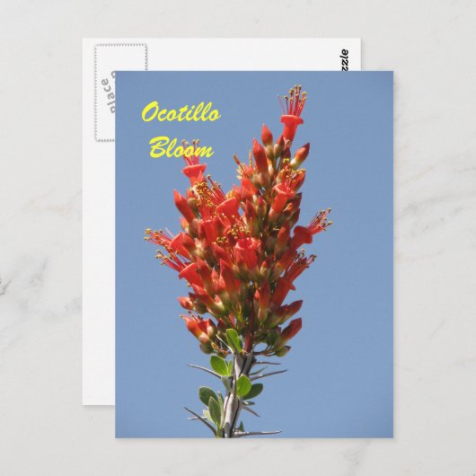 Carte Postale Ocotillo Bloom (Devant / Derrière)