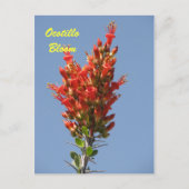 Carte Postale Ocotillo Bloom (Devant)