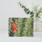 Carte Postale Ocotillo en fleurs (Debout devant)