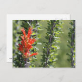 Carte Postale Ocotillo en fleurs (Devant / Derrière)