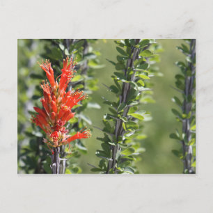 Carte Postale Ocotillo en fleurs