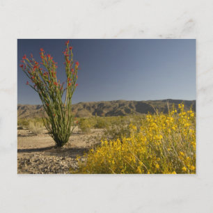 Carte Postale Ocotillo et séné du désert