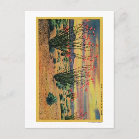 Carte Postale Ocotillo Flowers en Fleur, Californie DésertStat (Devant)