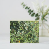 CARTE POSTALE OCTOBRE (Debout devant)