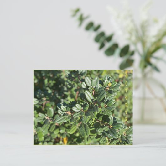 CARTE POSTALE OCTOBRE (Debout devant)