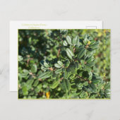 CARTE POSTALE OCTOBRE (Devant / Derrière)