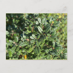 CARTE POSTALE OCTOBRE