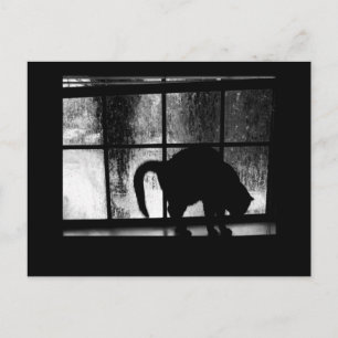 Carte Postale Octobre Douches Chat Silhouette À La Fenêtre 2 B&W