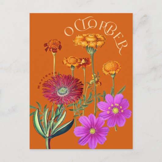 Carte Postale Octobre Mois Fleurs Marigold Cosmos Orange (Devant)