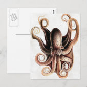 Carte postale Octopus (Devant / Derrière)