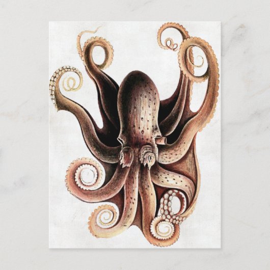 Carte postale Octopus (Devant)