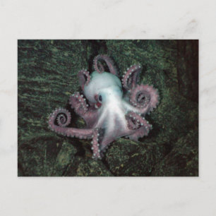 Carte Postale Octopus blanc et rose