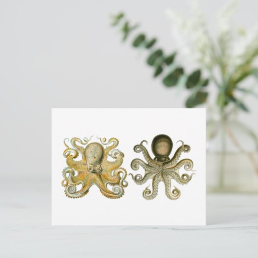 Carte Postale Octopus commun (Debout devant)
