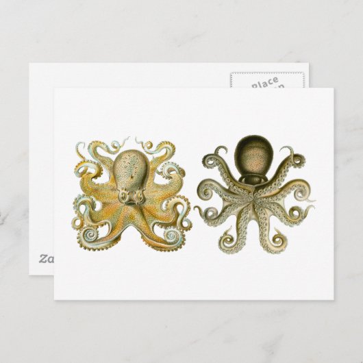 Carte Postale Octopus commun (Devant / Derrière)