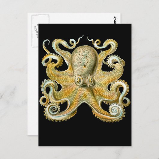 Carte Postale Octopus commun (Devant / Derrière)