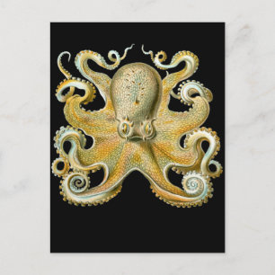 Carte Postale Octopus commun