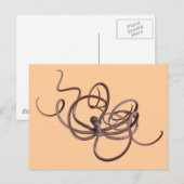 Carte Postale Octopus géant (Devant / Derrière)