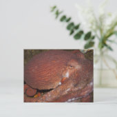 Carte Postale Octopus géant du Pacifique Nord (Debout devant)