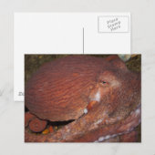Carte Postale Octopus géant du Pacifique Nord (Devant / Derrière)