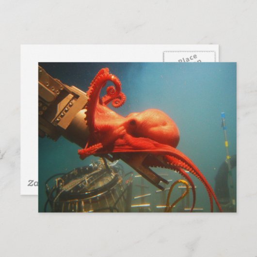 Carte Postale Octopus orange (Devant / Derrière)