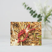 Carte postale Octopus Stinkhorn (Debout devant)