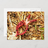 Carte postale Octopus Stinkhorn (Devant / Derrière)