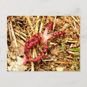 Carte postale Octopus Stinkhorn