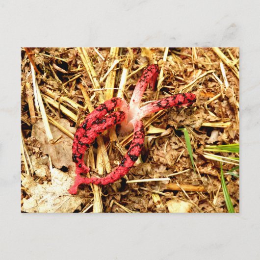 Carte postale Octopus Stinkhorn (Devant)