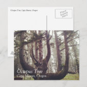 Carte Postale Octopus Tree, Cape Meares, Oregon (Devant / Derrière)