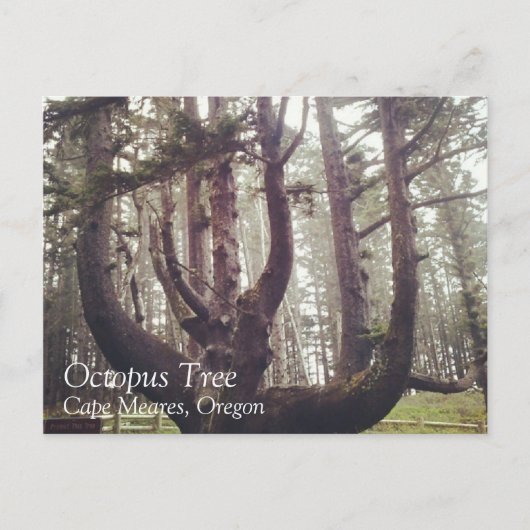 Carte Postale Octopus Tree, Cape Meares, Oregon (Devant)
