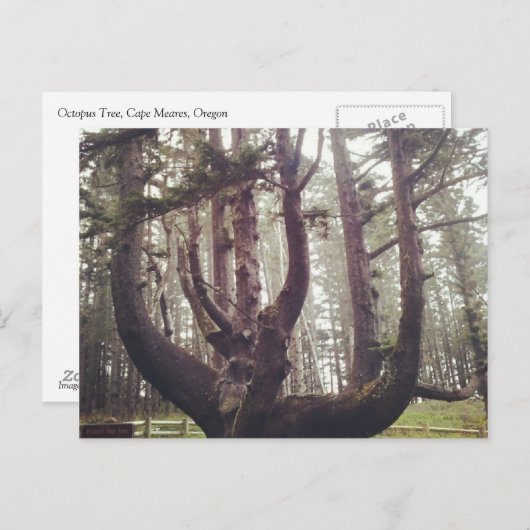 Carte Postale Octopus Tree, Cape Meares, Oregon (Devant / Derrière)