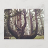 Carte Postale Octopus Tree, Cape Meares, Oregon (Devant)