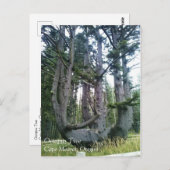 Carte Postale Octopus Tree, Cape Meares, Oregon (Devant / Derrière)