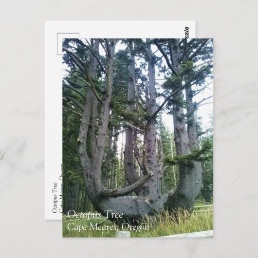 Carte Postale Octopus Tree, Cape Meares, Oregon (Devant / Derrière)
