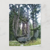Carte Postale Octopus Tree, Cape Meares, Oregon (Devant)