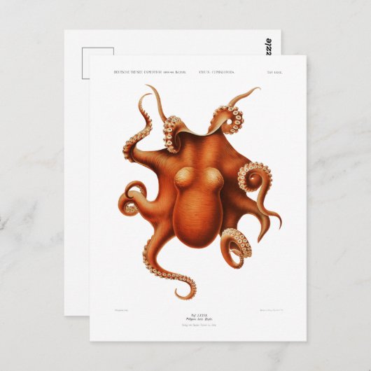 CARTE POSTALE "OCTOPUS" VIE MARINE (Devant / Derrière)