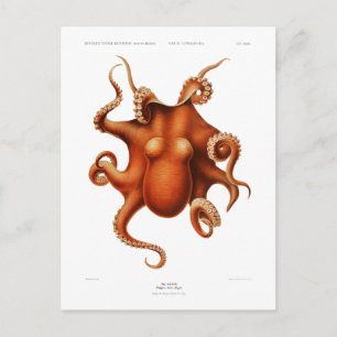 CARTE POSTALE "OCTOPUS" VIE MARINE