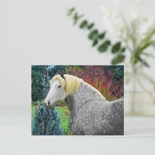 Carte Postale "Odin" (Debout devant)